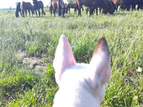 Miniatur Bullterrier Rüde  – 1 Jahr jung – sucht 5-Sterne-Zuhause