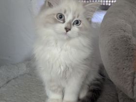 Reinrassiges Neva Masquerade Katerchen Unser letztes Kitten sucht ein liebevolles Zuhause
