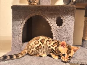 Bengal Kitten mit Papiere