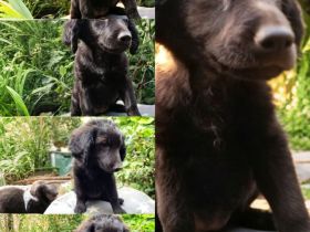 Schwarzes Mädchen sucht liebevolle Familie