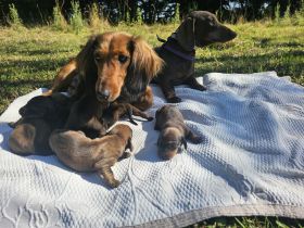 Sechs kleine Dackel-Glücksmomente suchen ihr „Für-immer-Zuhause“!