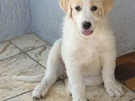 🐾 Maja auf der Suche nach ihrem Für-immer-Zuhause!