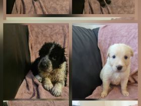 Wunderschöne Schäferhund-Maremmano- Welpen suchen ein verantwortungsvolles Zuhause