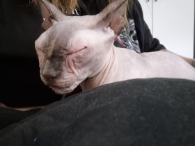 2 hübsche sphynx abzugeben