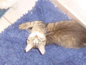 Sibirische und Neva Masquarade Kitten mit Stammbaum