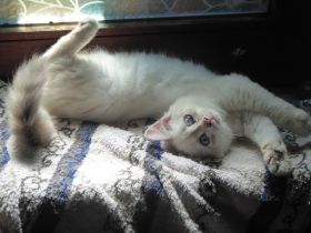 Sibirisches Kitten mit Stammbaum