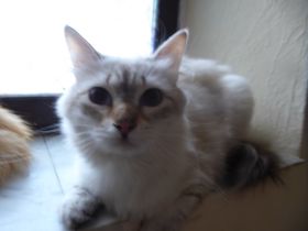 Sibirische Jungkater mit Stammbaum