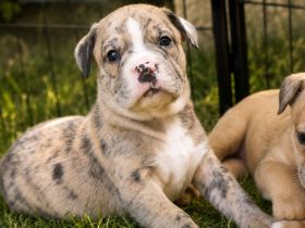 American Bully XL OEB Welpen aus Top Verpaarung