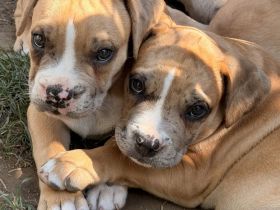 American Bully XL Welpen Abgabebereit