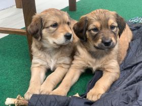 Border Collie/Australien Shepard x Golden Retriever Welpen in liebevolle Hände abzugeben