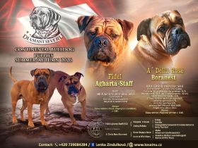 Continental Bulldog FCI - HD A - Reservierung August/September