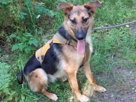 Schäferhund Mix Hündin "Luzzy" sucht ein Zuhause