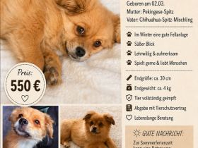 Junges Pomchi Peki Mix Mädchen sucht ihr Körbchen