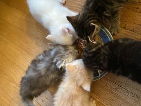 4 traumhafte Bkh-Kater suchen dich