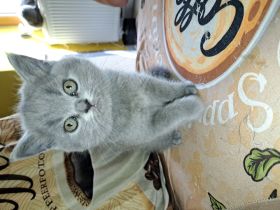 Ab sofort russisch blue kitten abzugeben