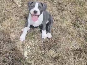 American Bully Mix Welpe/ Weibchen