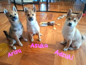 Reinrassige Shiba Inu Welpen (Mädchen)