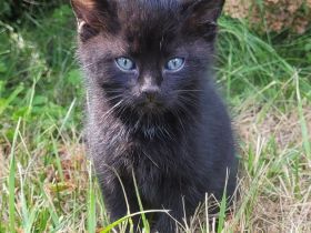 Kitten Katzenbabys Kätzchen schwarzgetigert