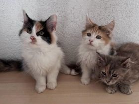 Maine Coon Kitten reinrassig Glückskatze