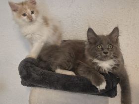 Maine Coon Kitten - Kater reinrassig