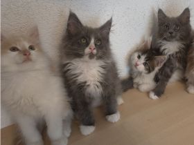 Maine Coon Kitten - Kater reinrassig