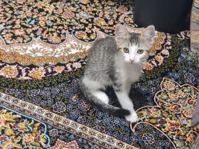 Katze