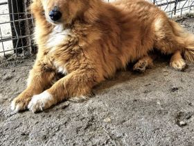 Paddington, klein, freundlich, wuschelig, wer adoptiert ihn?