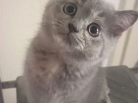 Katze Blh klein