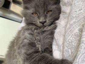 Reinrassige XXL Maine Coon kitten