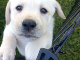 Labrador-Welpen von liebevoller Familie