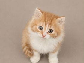 Maine Coon x Brittisch Langhaar