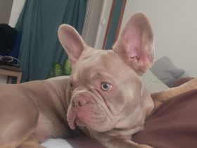Französische Bulldogge Welpe