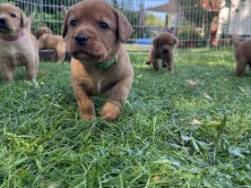 Labrador Foxred Welpen mit Papieren - liebevolle Familienaufzucht