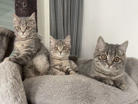 Bkh Katze kitten Kater britisch kurzhaar grau Blue getigert kuschelkatzen