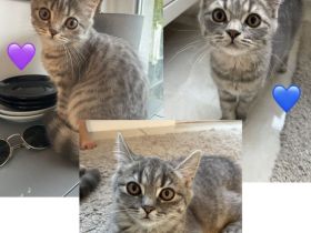 Bkh Katze kitten Kater britisch kurzhaar grau Blue getigert