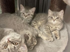 Bkh Katze kitten Kater britisch kurzhaar grau Blue getigert
