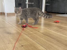 Bkh Kater Katze kitten britisch kurzhaar männlich grau weiß