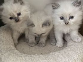Zuckersüße Reinrassige Ragdoll Kitten suchen