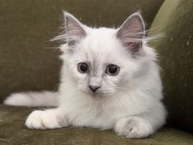 Reinrassige Ragdoll Kitten Mädchen suchen liebevolles Zuhause