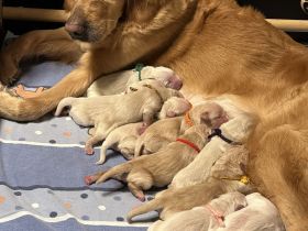 Golden Retriever Welpen