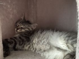 zwei 14 wochen alte kater suchen ein liebevolles zuhause💕