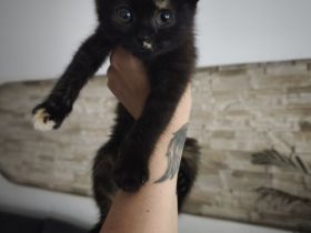 BKH Kitten 12 Wochen