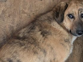 Unsichere Missy sucht liebevolle Schutzzone