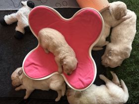 Golden Retriever Welpen mit Ahnentafel aus liebevoller Familienzucht