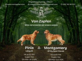 Wurfankündigung - Golden Retriever Welpen mit Ahnentafel aus liebevoller Familienzucht