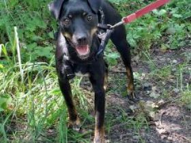 süße Pinscher Mix Hündin "Ema" sucht ein Zuhause