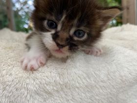 Blackberry´s Maine Coon