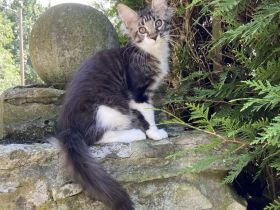 Blackberry´s Maine Coon