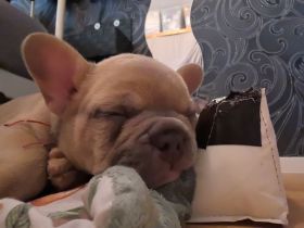 Frenchie Welpen suchen neues Zuhause