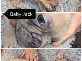 Frenchie Welpen suchen neues Zuhause